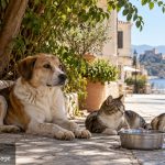 Ναύπλιο: Προσωρινή διακοπή του προγράμματος διαχείρισης αδέσποτων