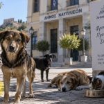 Δήμος Ναυπλιέων: Στο επίκεντρο οι δαπάνες για τα αδέσποτα